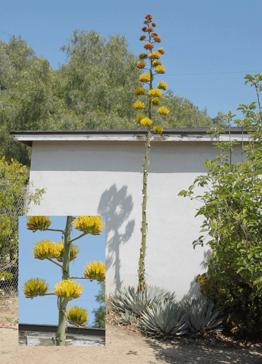 Garden3.gif